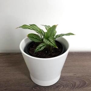 Meet your Posher, Adrienne